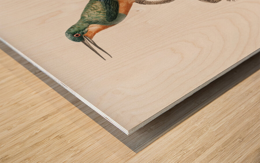 Rufous-tailed Jacamar Wood print