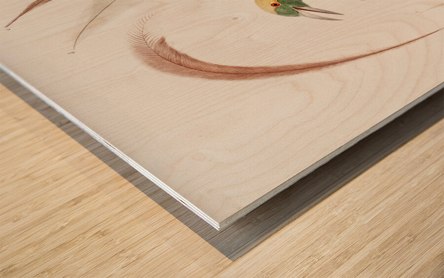 Emperor bird-of-paradise head claw feather and tail  Wood print