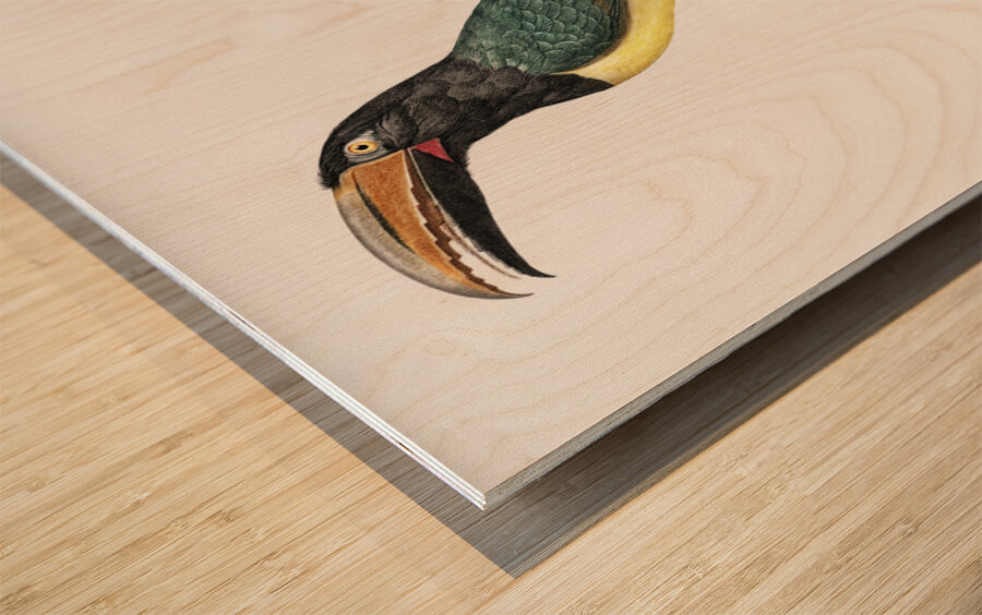 Green aracari  Wood print