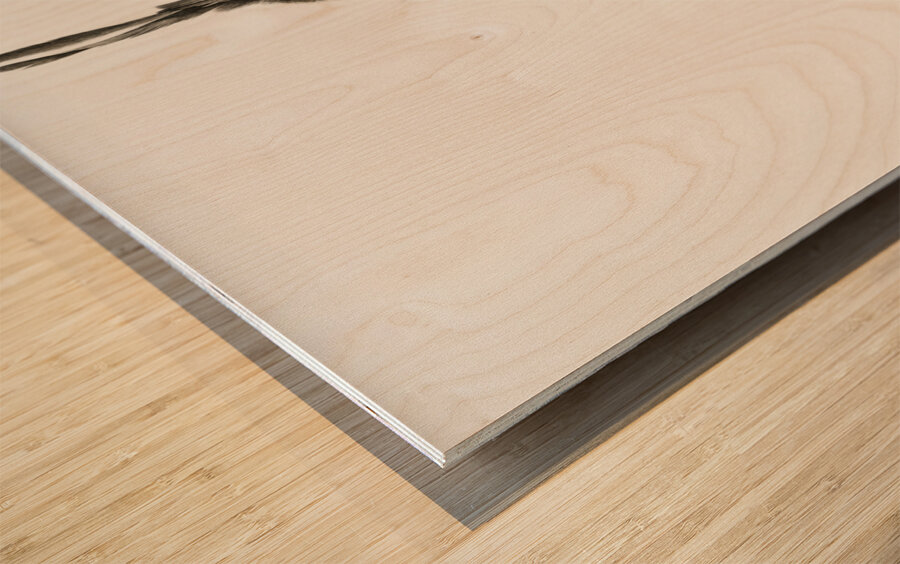 Black Jay with White Colla Wood print