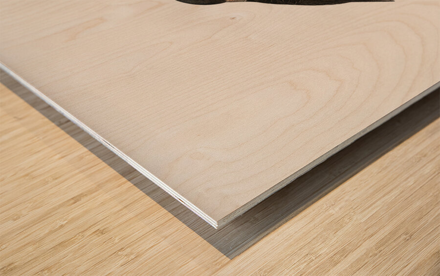 Black-billed Tamatia  Wood print