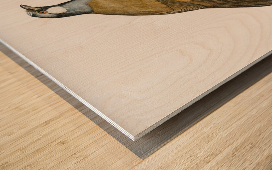 White-cheeked Jay  Wood print