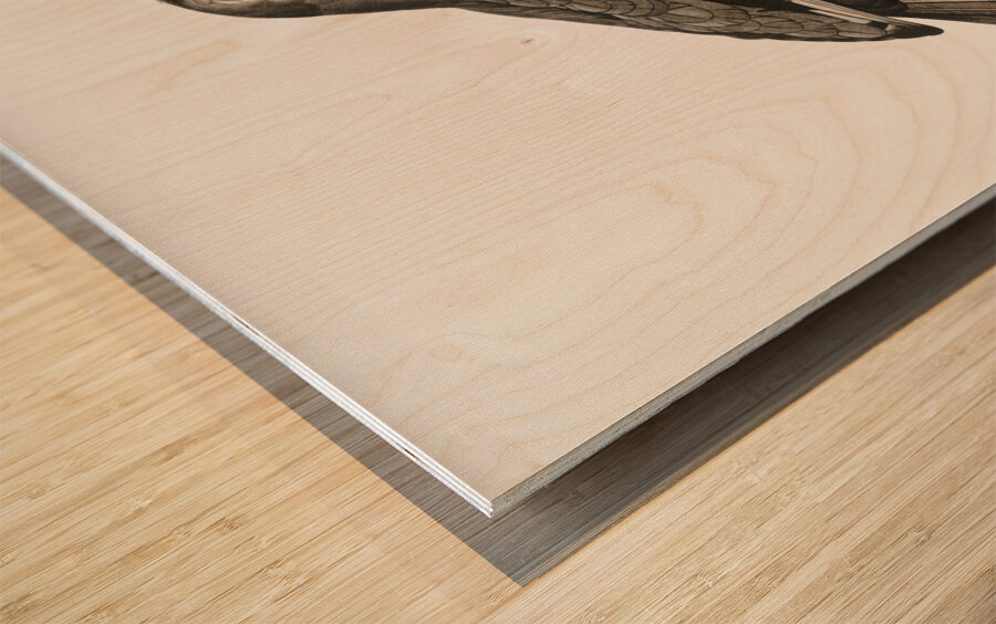 Varied roller of Africa  Wood print