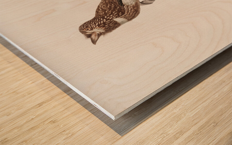 White-chested puffbird  Wood print