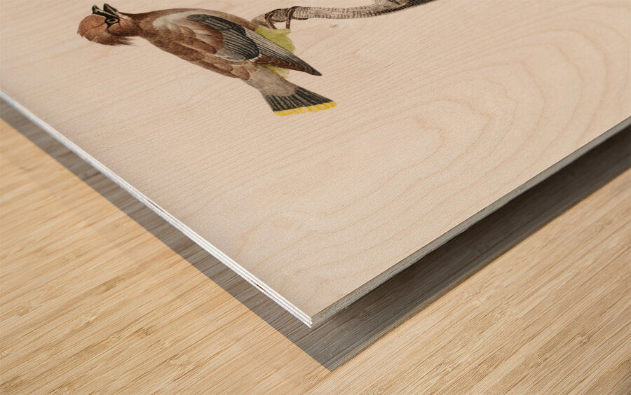 Little jay Wood print