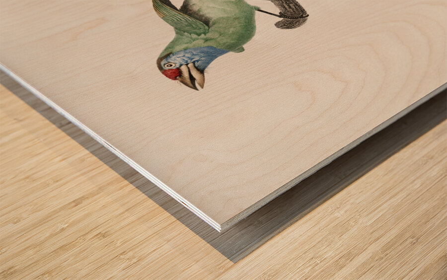 Blue-throated Bearded bee-eater Wood print