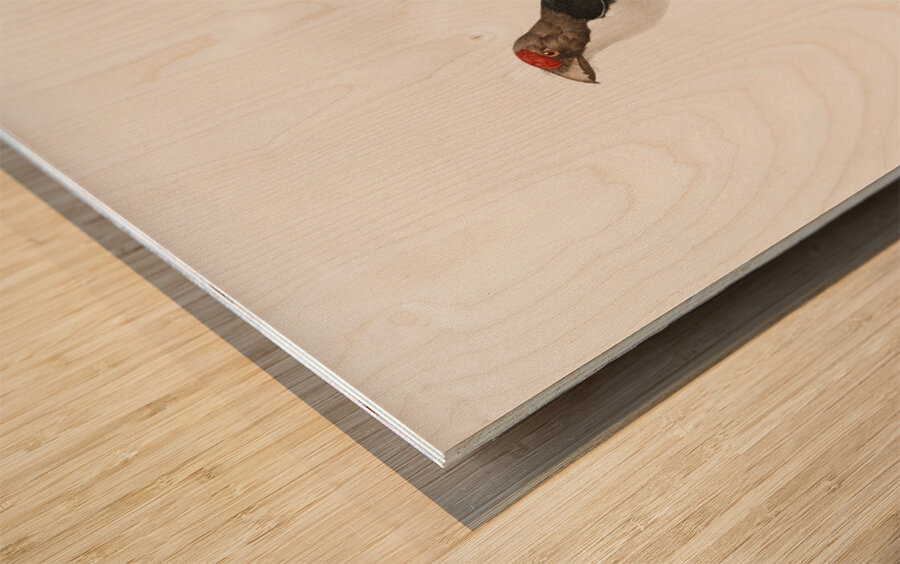 Little barbet  Wood print