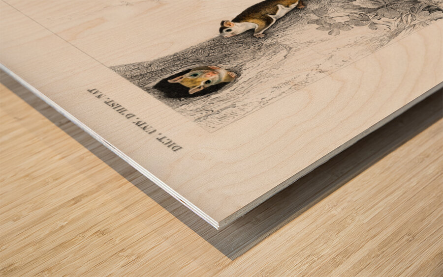 Glaucomys sabrinus Polatouche D Amerique Wood print