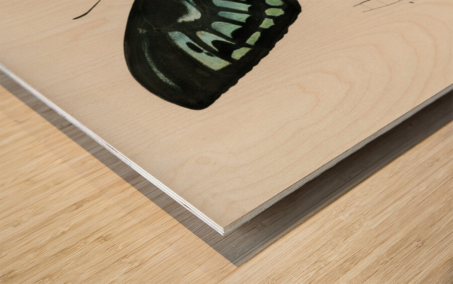 Green birdwing Ornithoptera priamus Wood print