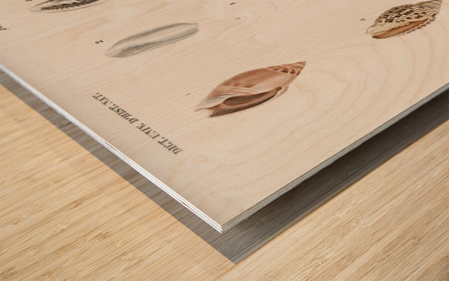 Different types of mollusks Wood print