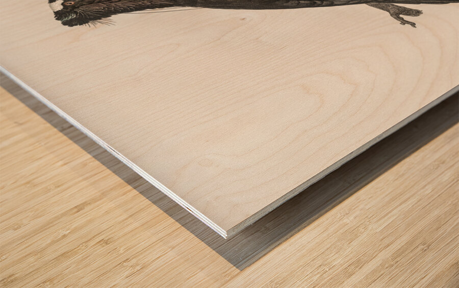 Western parotia in the idle state  Wood print