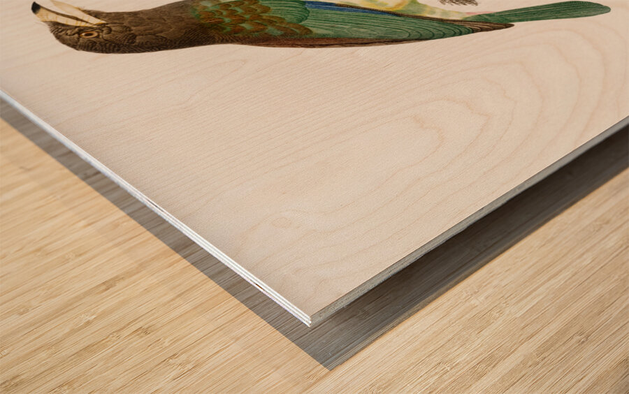 Great barbet  Wood print