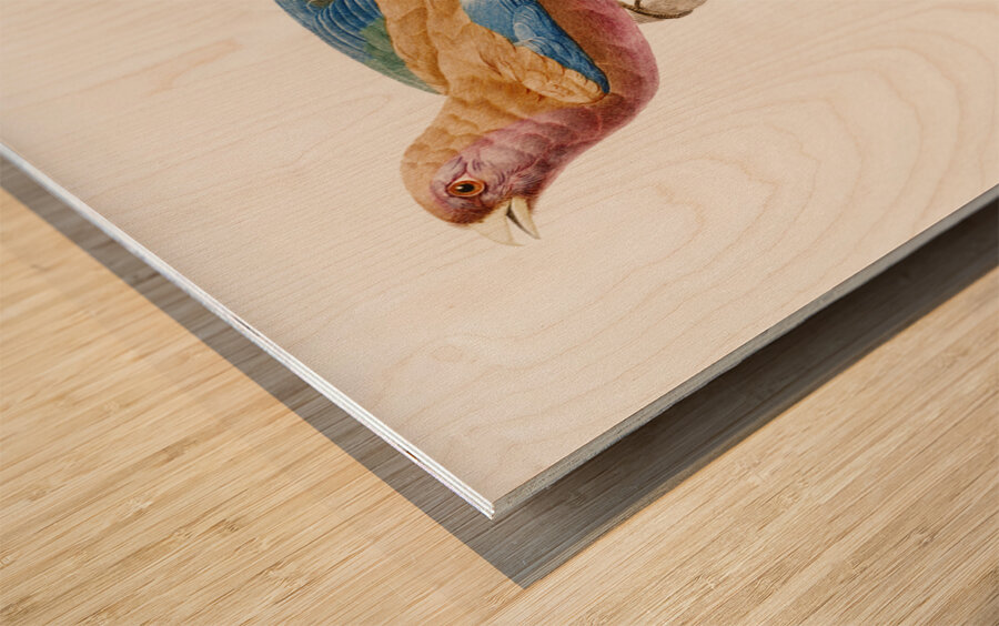 Young violet roller  Wood print