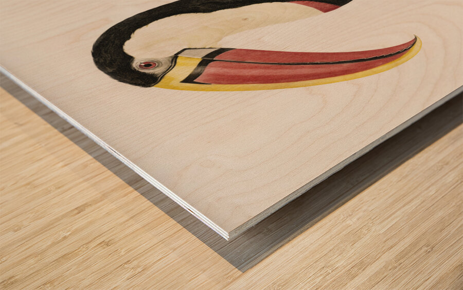 Toucan Wood print