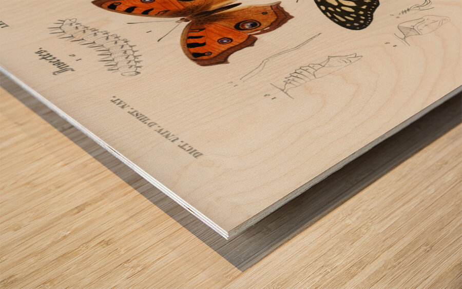Collection of butterflies Wood print