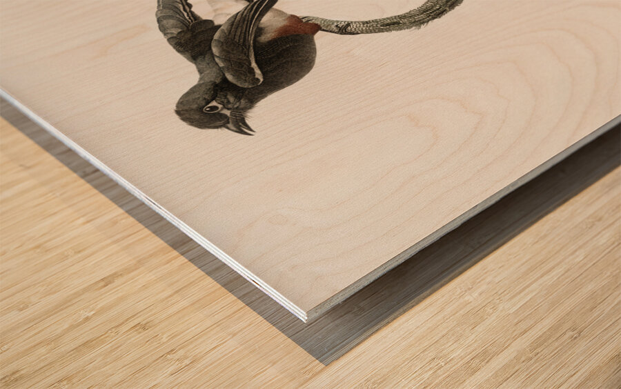 Swallow-winged puffbird  Wood print