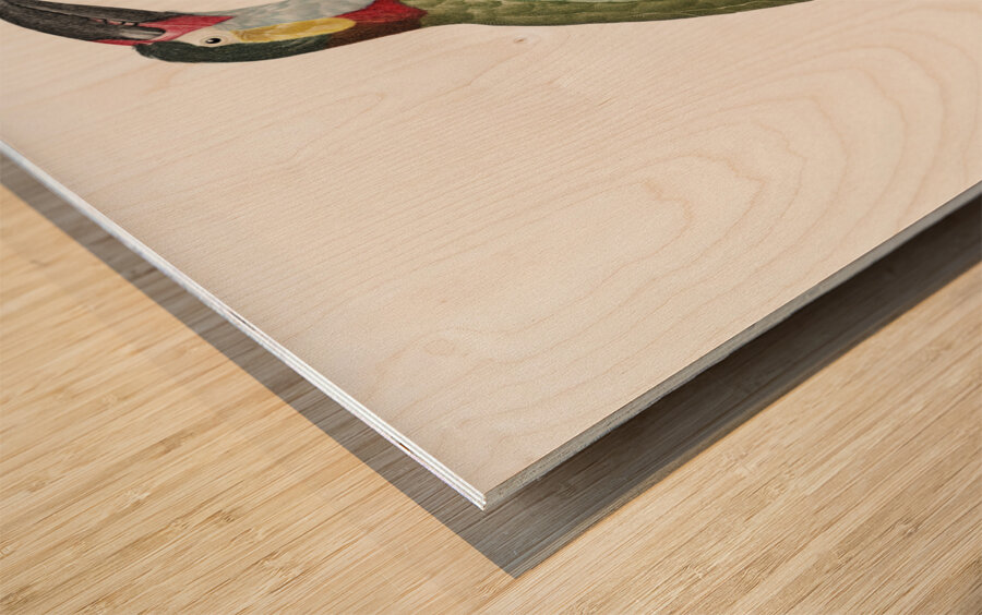 Black-necked Aracari female  Wood print