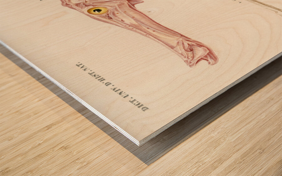 Aulostoma maculatum Wood print