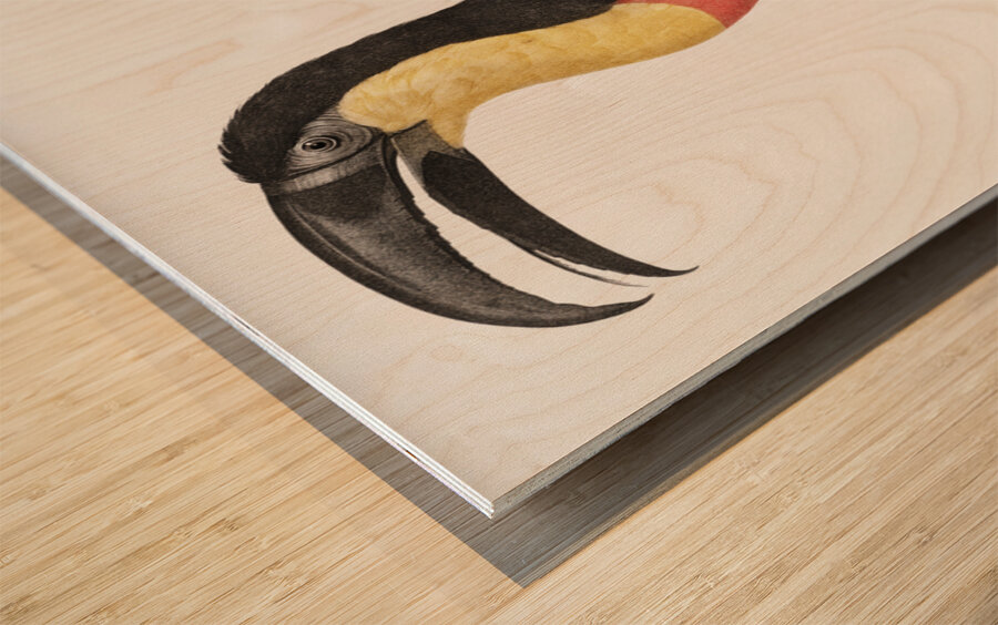 Green-billed toucan  Wood print