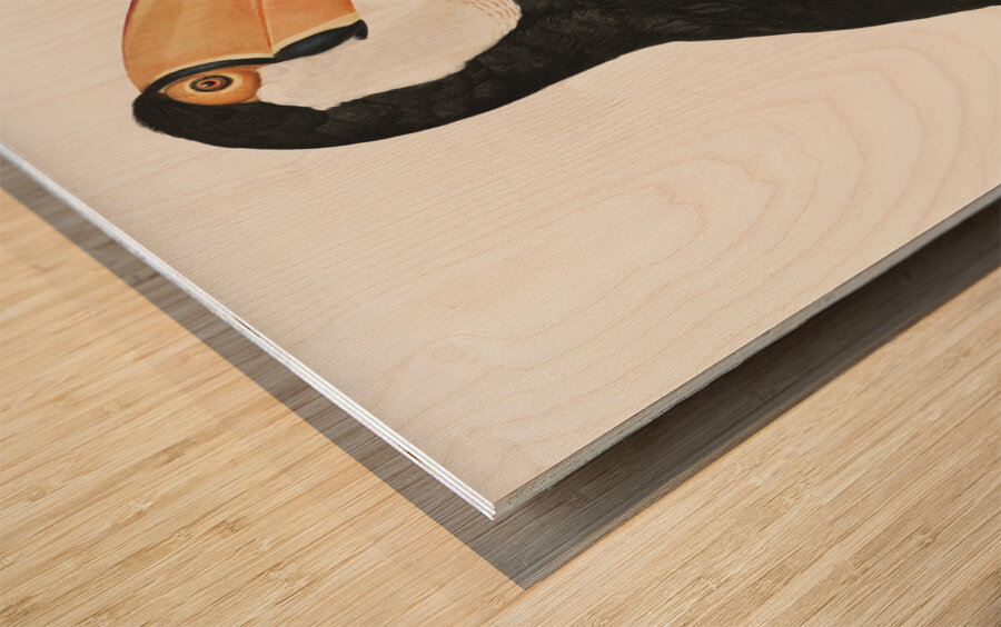 Toco toucan Wood print