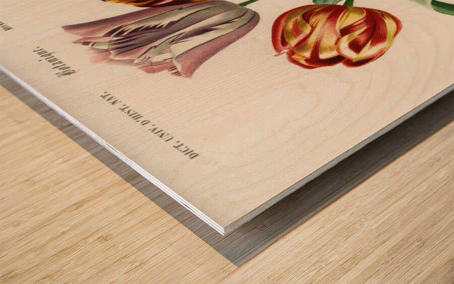 Didier&39s tulip Tulipa gesneriana Wood print