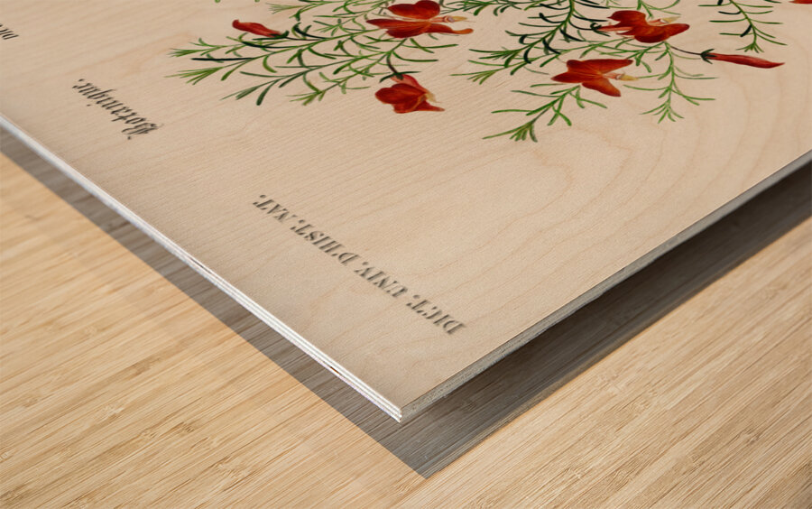 Red leschenaultia Lechenaultia formosa Wood print