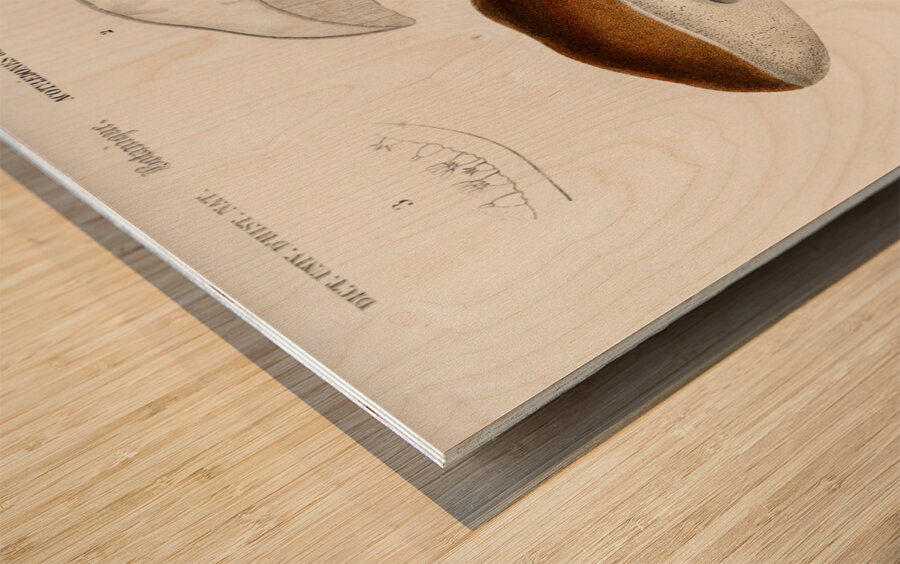 Penny bun Boletus edulis Wood print