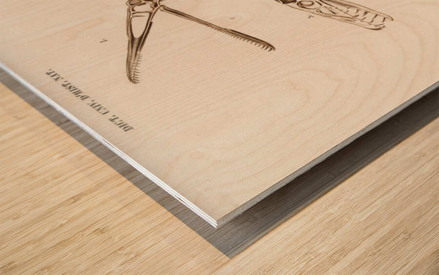 Pterosaur Pterodactylus Wood print