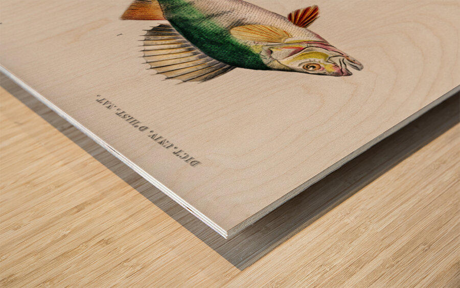 Perca fluviatilis and Gymnocephalus Wood print