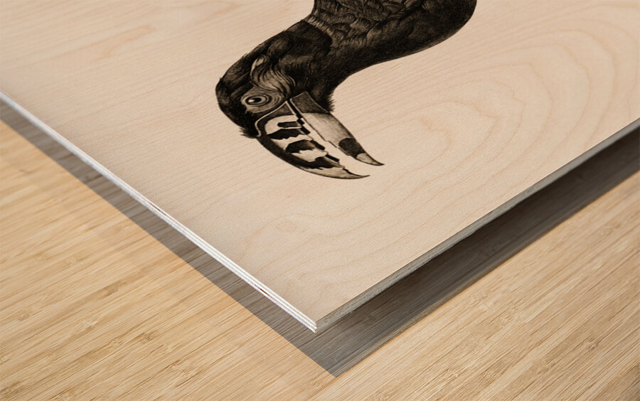 Black-necked Aracari male  Wood print