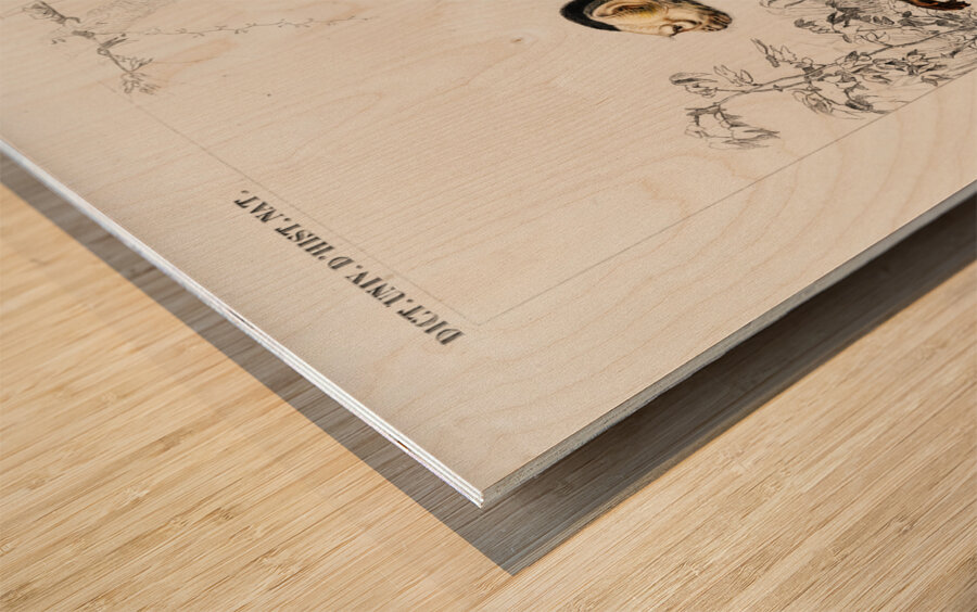 White-headed capuchin Cebus Hypoleucus Wood print