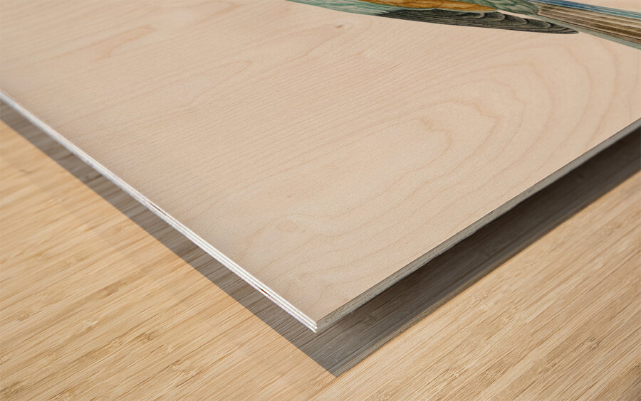 Abyssinian roller female Wood print