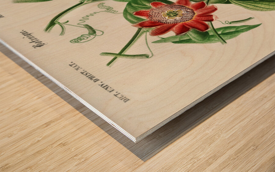 Green-tailed Jacamarfemale Wood print