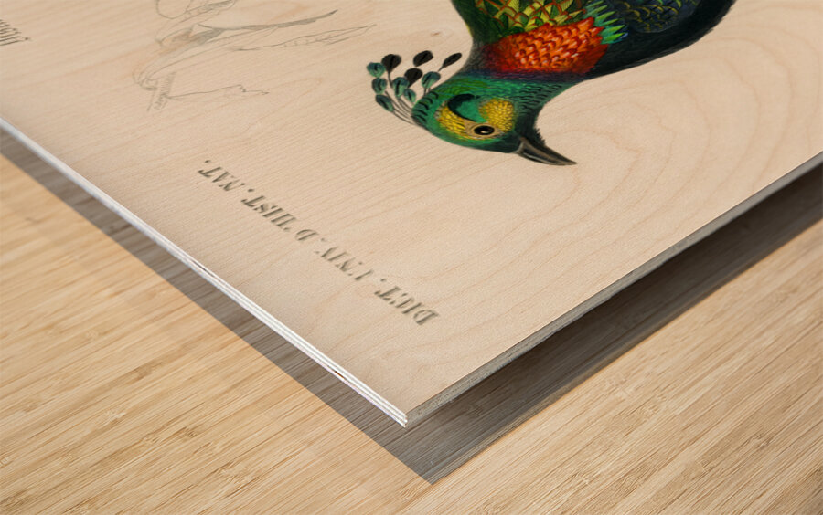 Himalayan monal Lophophorus refulgens Wood print