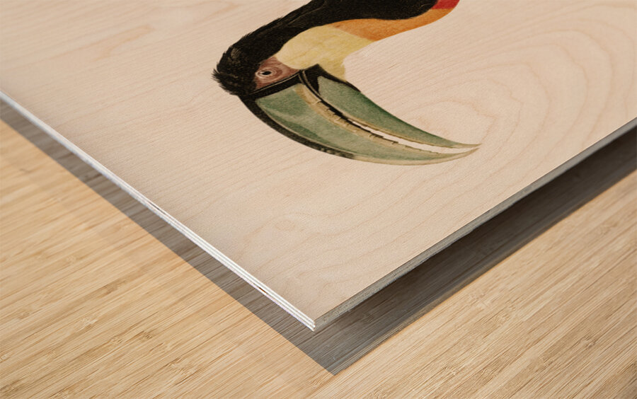 Red-billed Toucan Wood print