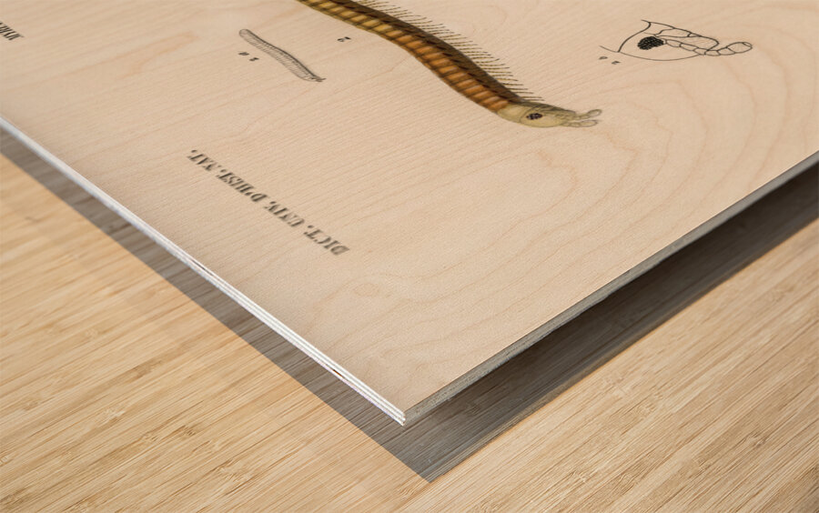 Different types of millipeds Wood print