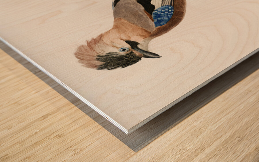 Eurasian Jay  Wood print