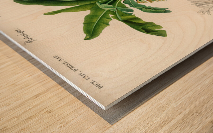 Eurasian Jay  Wood print