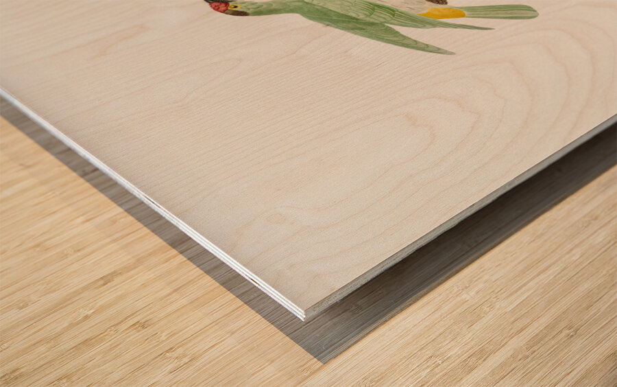 Red-belt barbet  Wood print