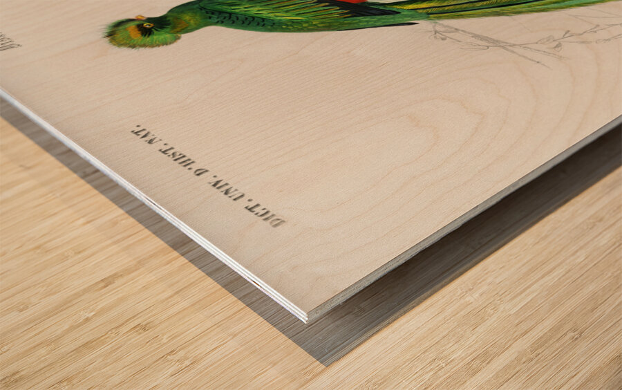 Pavonine quetzal Pharomachrus pavoninus Wood print