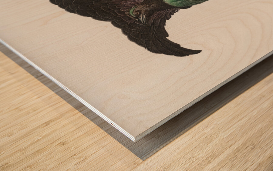 Superb bird of paradise  Wood print