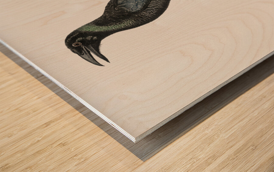 Manucode Male  Wood print