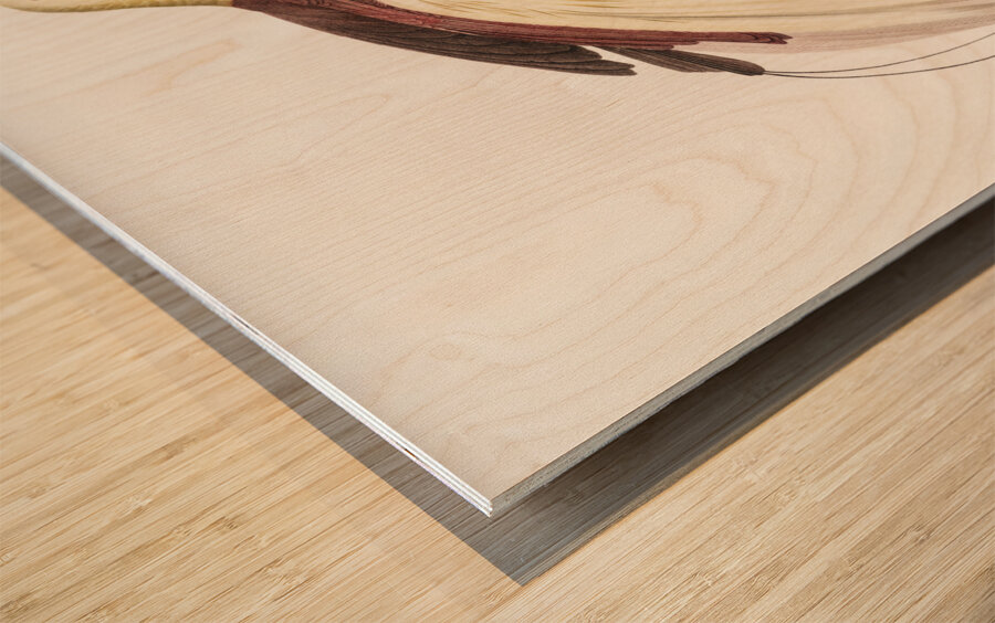 Emperor bird-of-paradise male  Wood print