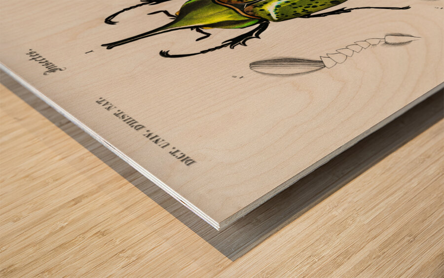 Chrysina Macropus Chrysophora Macropa and Eastern Hecules Beetle Scarabaeus Hyllus Wood print