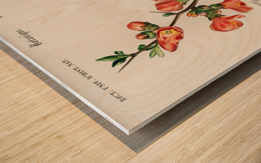 Maule&39s quince Cydonia japonica Wood print