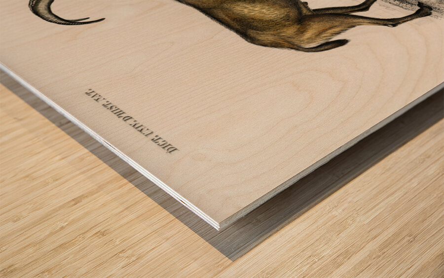 Wild goat Capra Agagrus Wood print