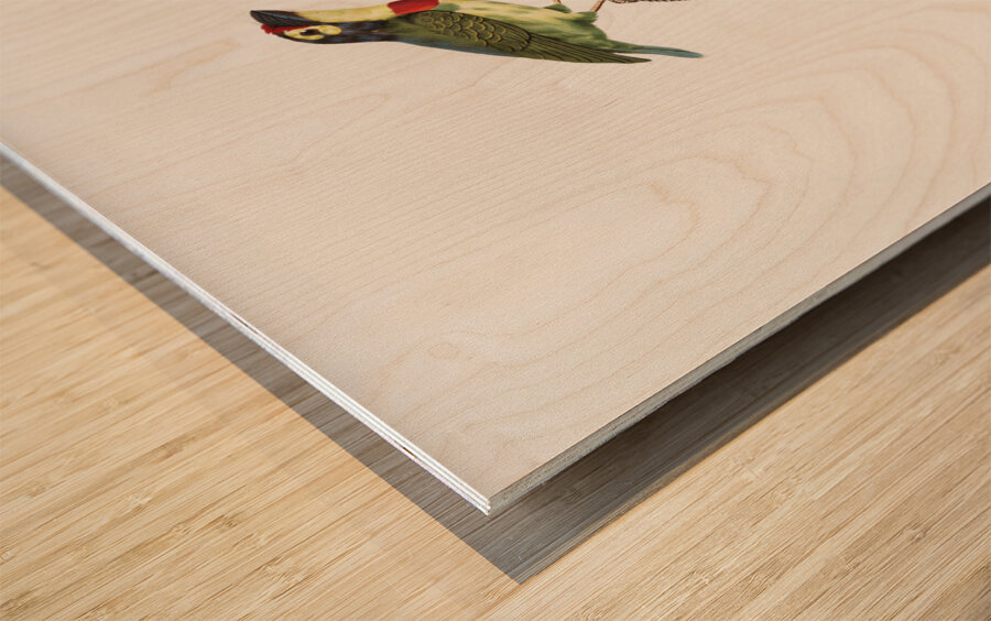 Coppersmith barbet  Wood print