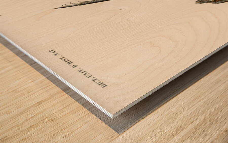 Great argus Phasianus argus Impression sur bois