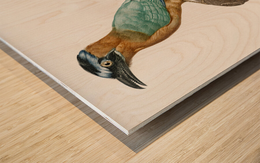 Young motmot  Impression sur bois