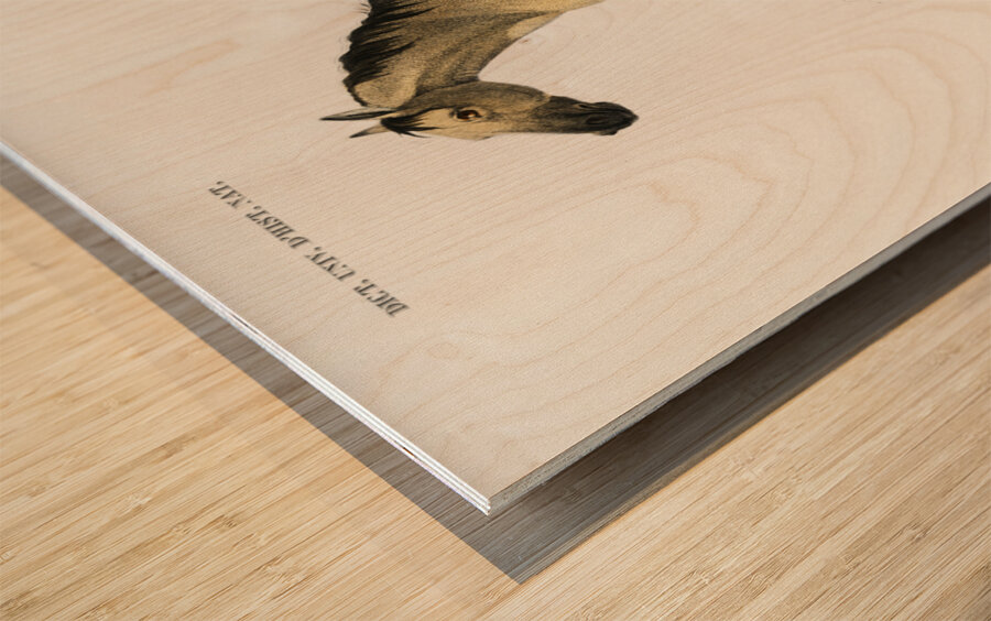 Horse Equus ferus caballus Wood print